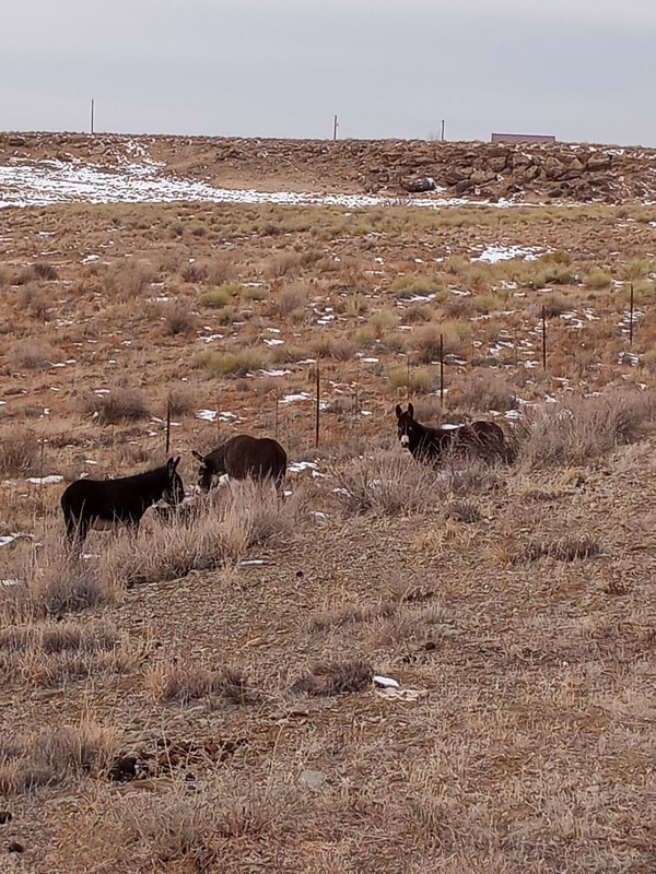 burros061426