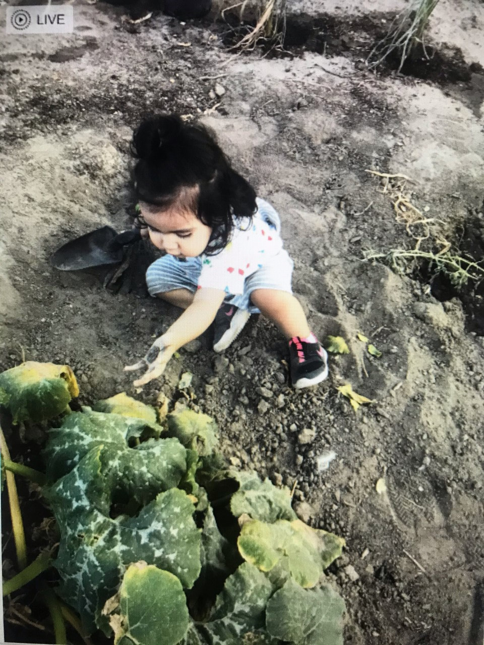 Diné toddler gardening with a little spade